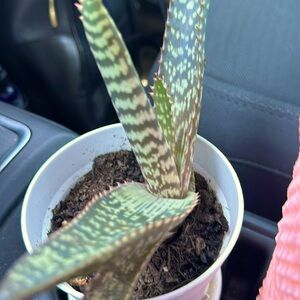 Jessica BUY THIS @jessdoub